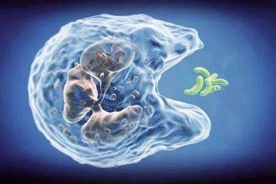 在Bilibili學習生物:穩態調節篇