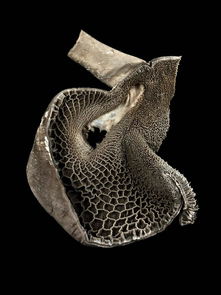 2015惠康影像獎 聚焦令人驚嘆的生物藝術世界 4