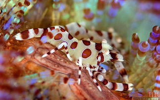 深海怪物 來自星星的海洋生物